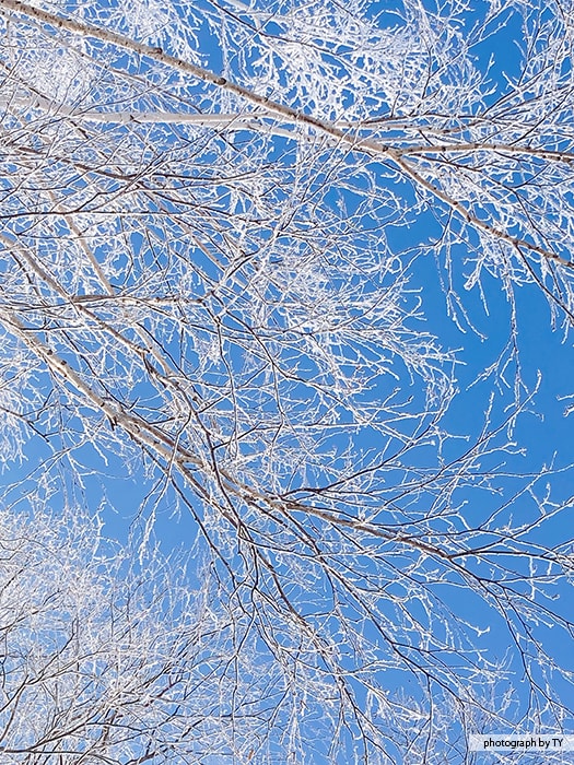 樹氷