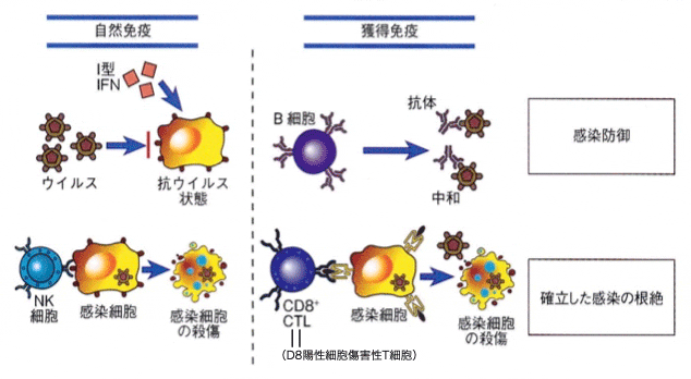 図１ウイルス感染に対する主要な自然免疫および獲得免疫