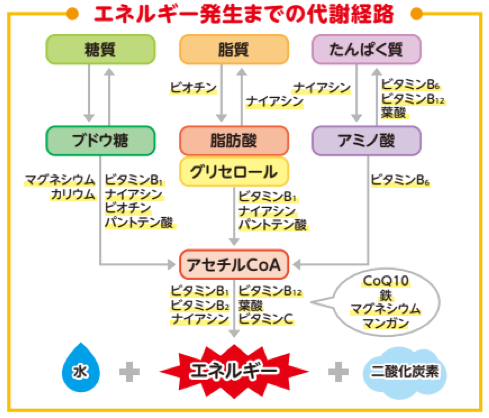 エネルギー発生までの代謝経路