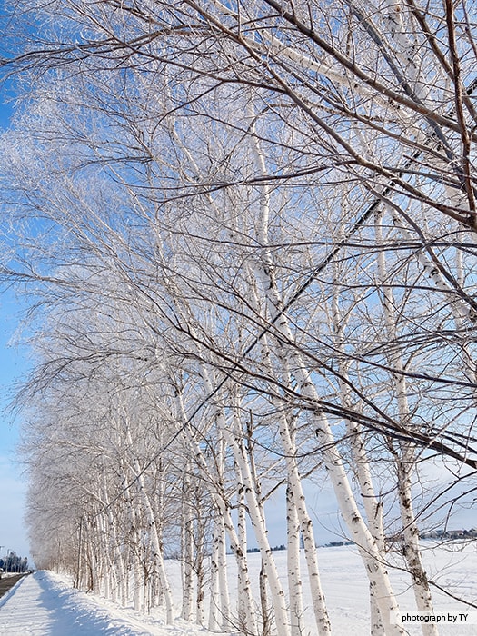 樹氷