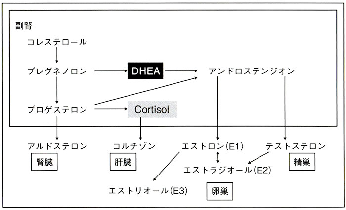 図1ステロイドの代謝経路