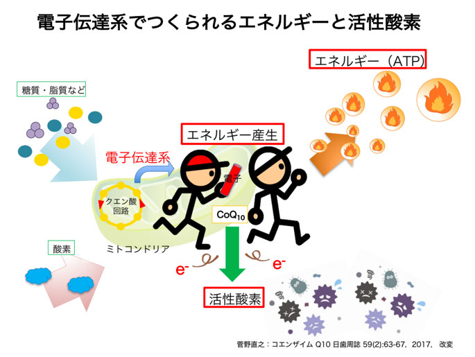 図1電子伝達系でつくられるエネルギーと活性酸素およびCoQ10
