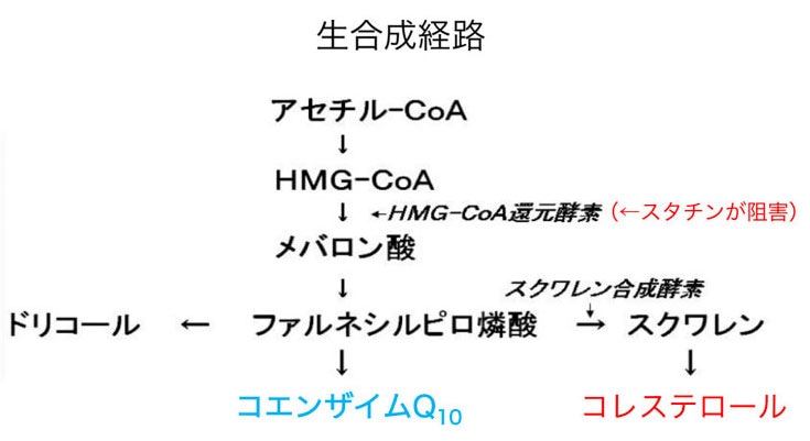 図2CoQ10とスタチン