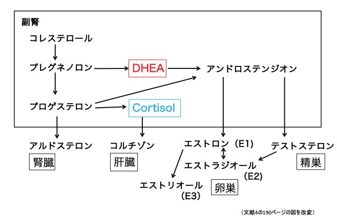 図１ステロイドの代謝経路