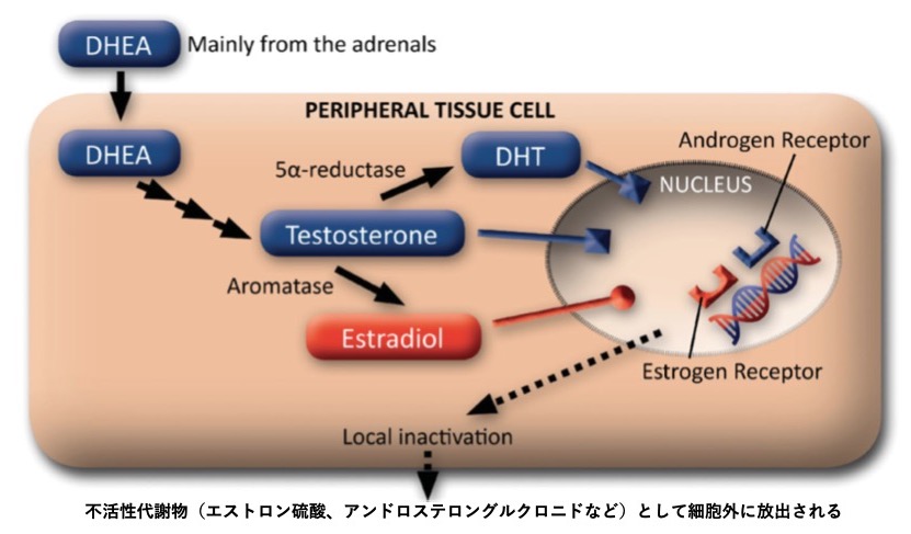 図3膣細胞でのDHEAの作用
