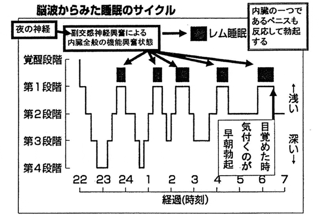 図1.男の生理=早朝勃起