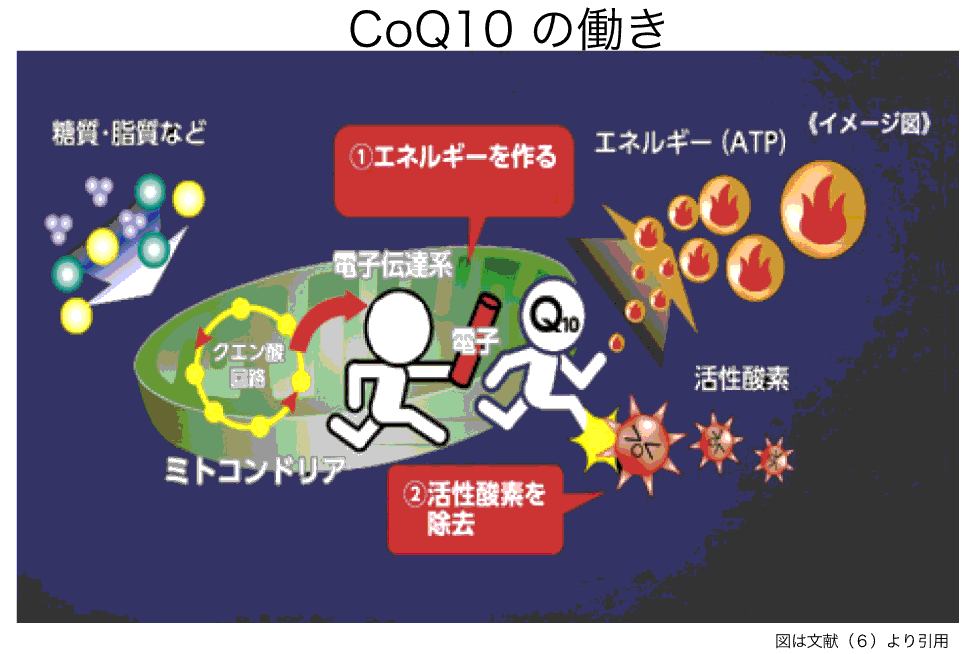 図2CoQ10の主な作用