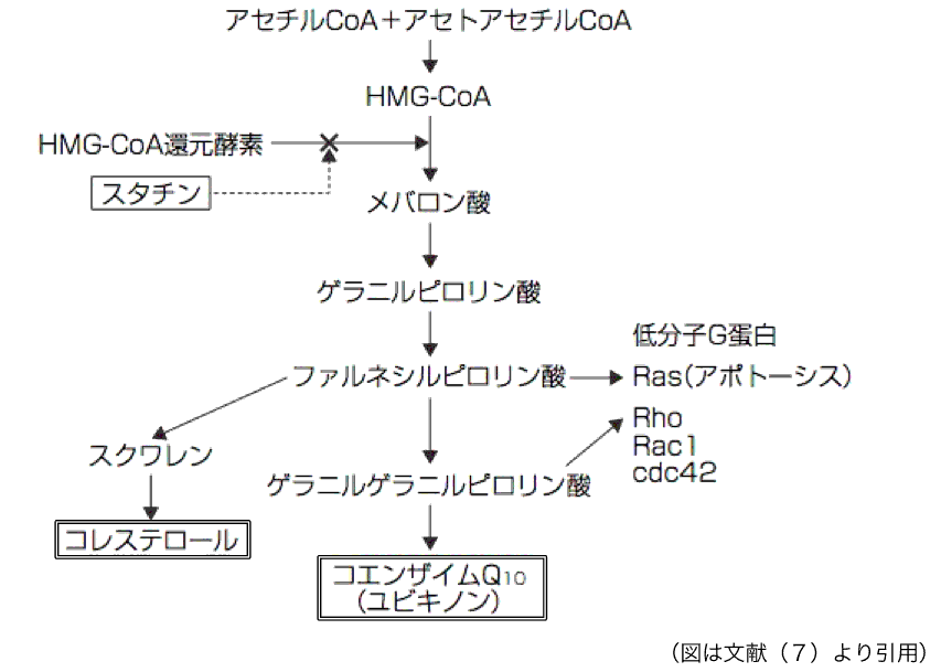 図3コレステロールとコエンザイムQ10の生合成経路
