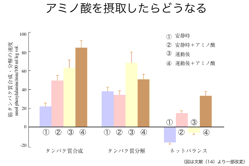 図4安静時±アミノ酸、運動時±アミノ酸における筋肉の合成と分解